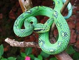 Serpentarium - Snake World