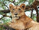 Escorted tour holidays in Africa