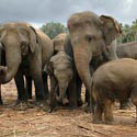 Sri Lanka - Elephant Sanctuary