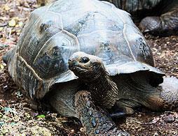 Prison Island with Giant Tortoises