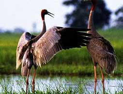 Private Bird Watching Tour