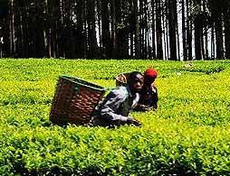 Visit to Kiambethu Tea Farm 