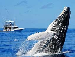 Whale Watching Tour