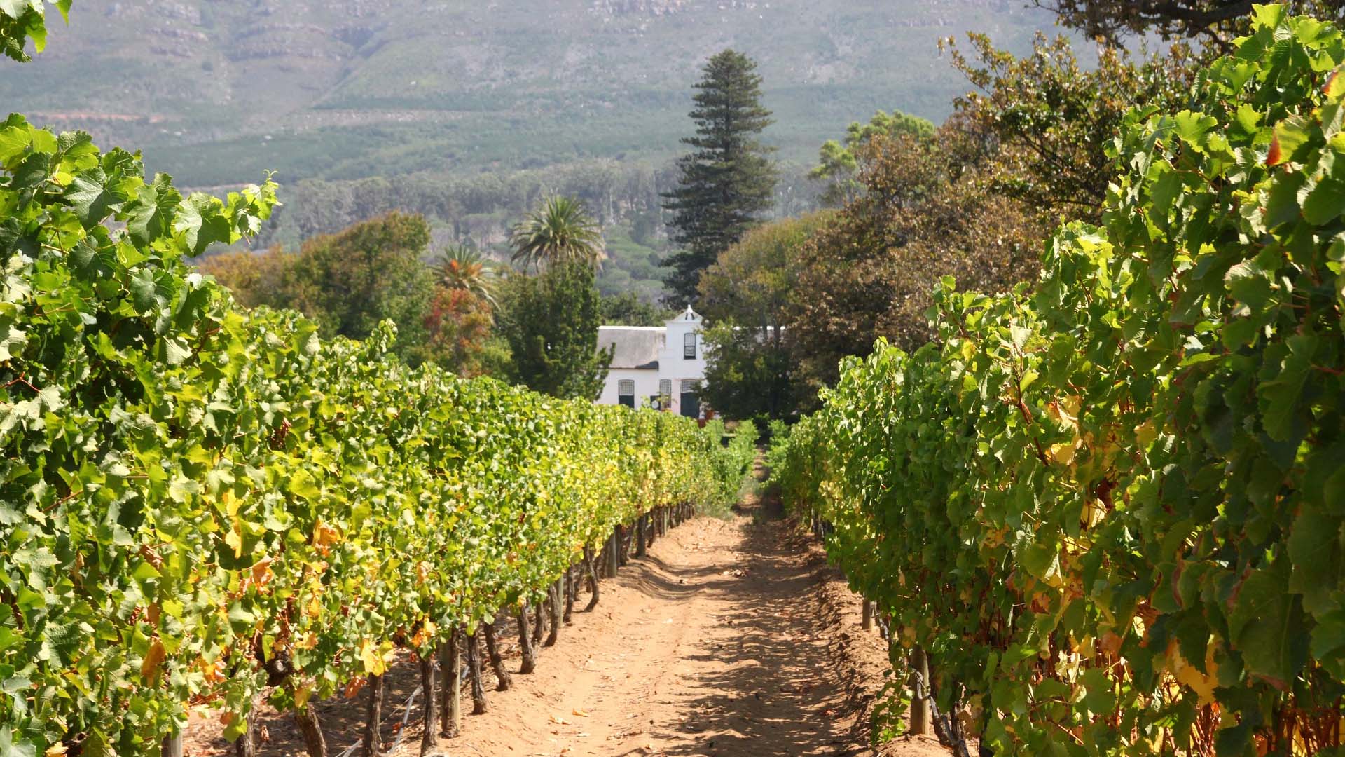 Private Constantia Wine Tour 