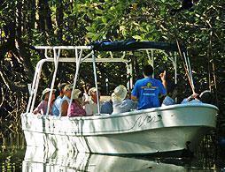 Tropical Mangrove Tour