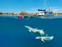 Morning Dolphin Cruise and Swim