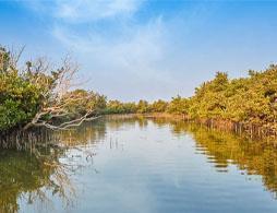 Discover the Mangroves of Qatar - Kayak.