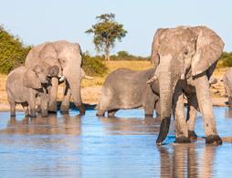 Chobe Half Day Trip