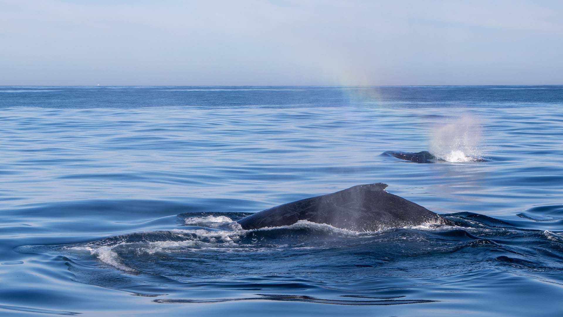 Whale Watching Tour. 