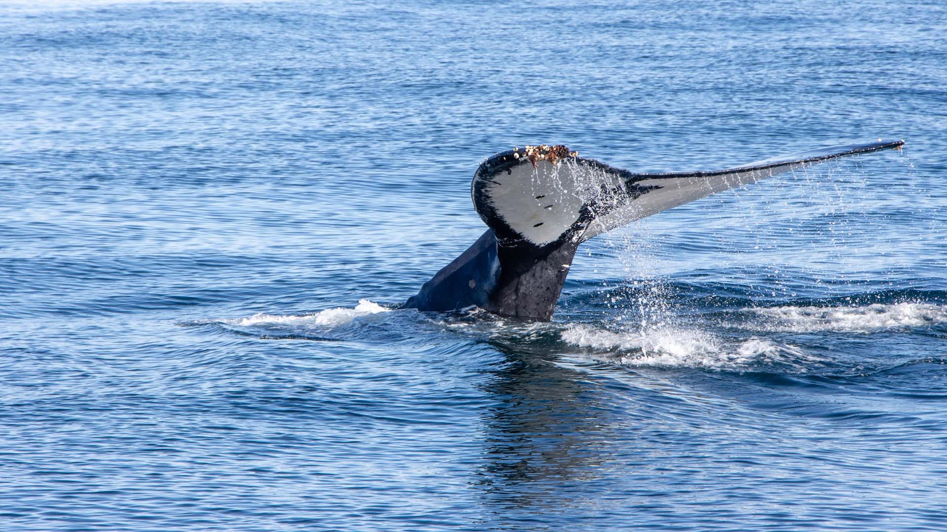 Whale Watching Tour