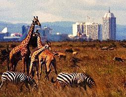 Nairobi National Park Safari