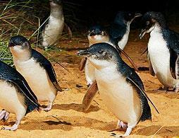 Phillip Island Penguins Direct-View Platform