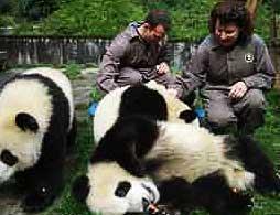 Panda Volunteer Experience