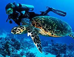 PADI Discover SCUBA Diving Lesson & Dive
