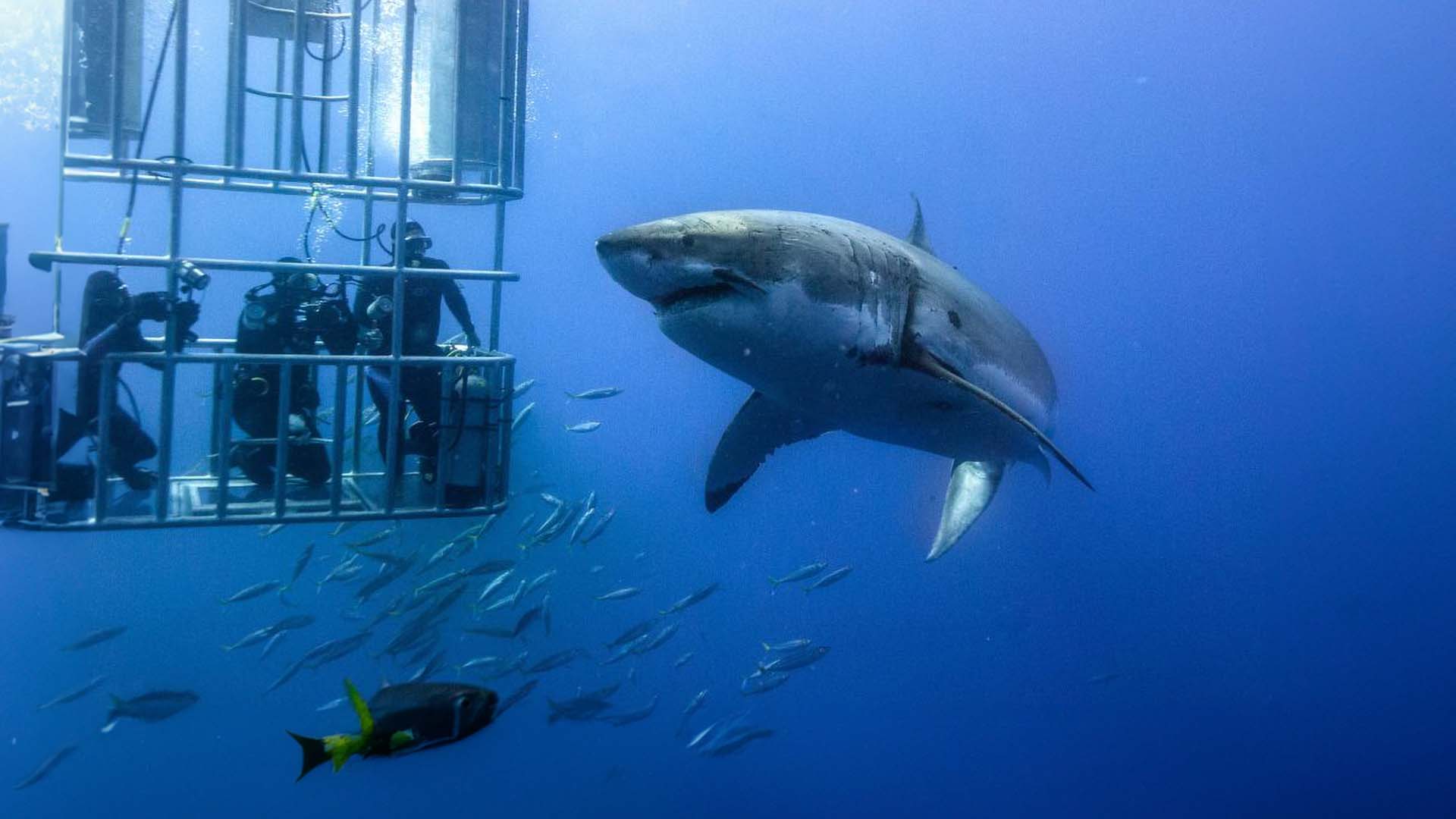Shark Cage Diving Tour
