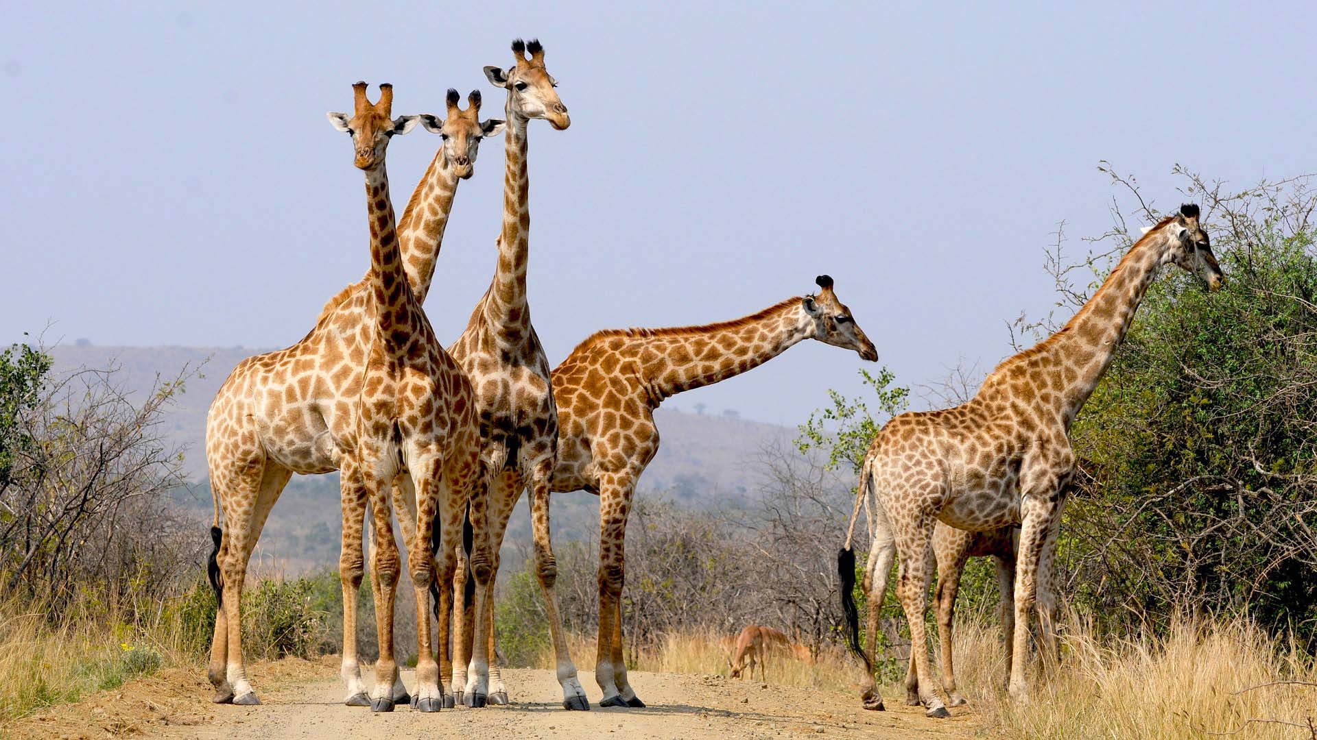 Hluhluwe Game Reserve Safari