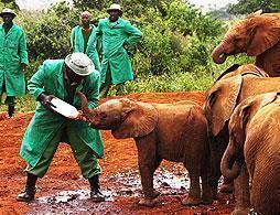 Daphne Sheldrick Elephant and Rhino Orphanage
