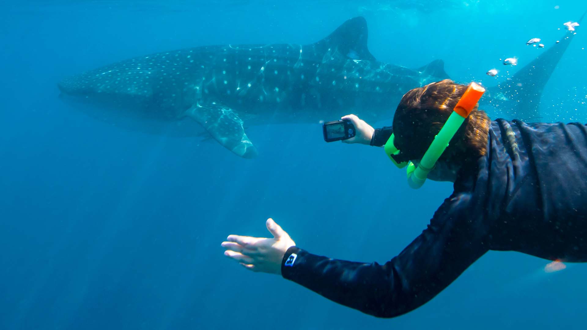 Swim with Whalesharks on Ningaloo Reef