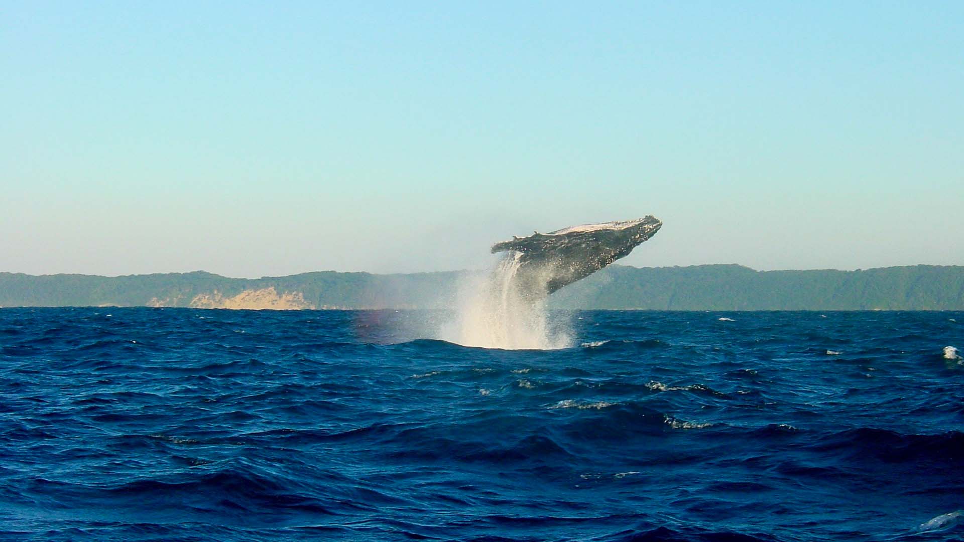 Cape Riviera & Whale Watching