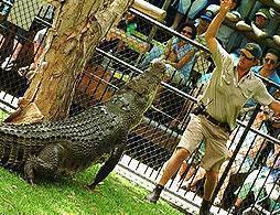 Croc Express - Incl Australia Zoo Entry