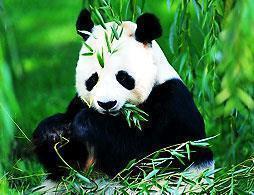 Summer Palace and Beijing Zoo Pandas