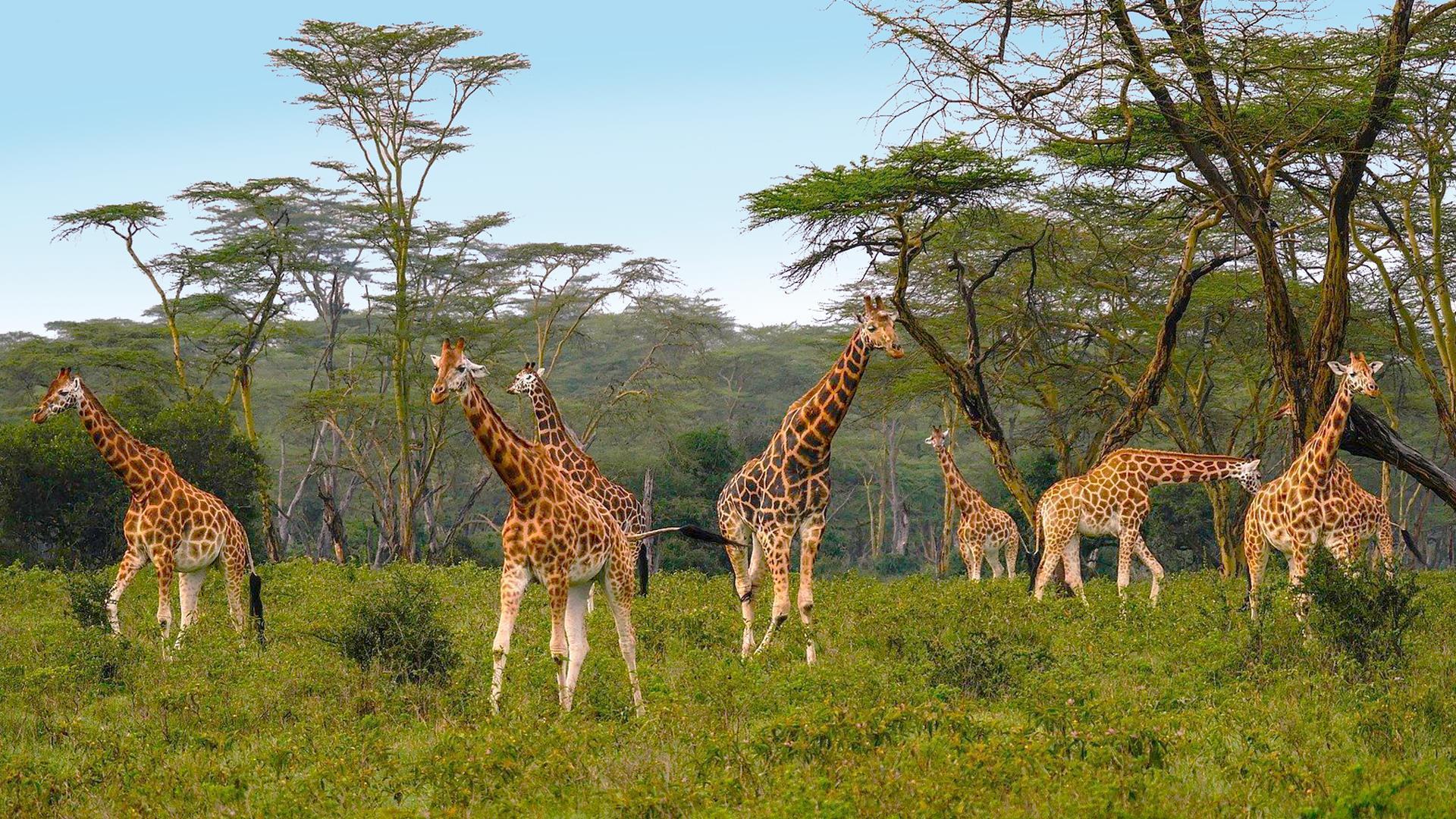 Highlights of Kenya